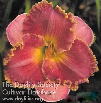 Daylily Imperial Magic